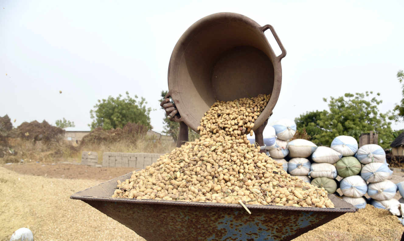 Culture de l'arachide : l'intérêt d'1 million de producteurs contre 2 000 salariés de la SONACOS