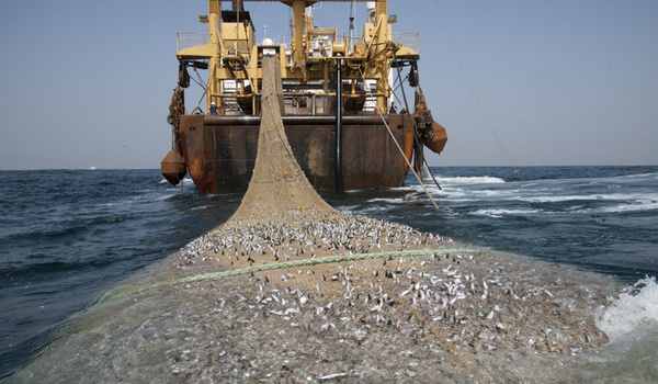 Rareté du poisson : Tekki indexe les autorisations «irresponsables» données aux bateaux étrangers