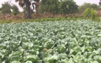 Le choux malien menacé de pourrissement à cause de la fermeture des frontières avec le Sénégal